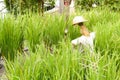 Scarecrow in rice paddy field Royalty Free Stock Photo