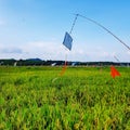 Scarecrow in rice paddy field Royalty Free Stock Photo