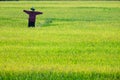 Scarecrow in rice plants paddy field Royalty Free Stock Photo