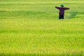 Scarecrow in rice plants paddy field Royalty Free Stock Photo