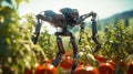 Scarecrow robot is protecting a harvest. An agricultural robot working in the field. Future technology. The concept of a smart