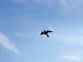 Scarecrow shaped like a bird of prey to scare birds