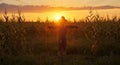 Scarecrow Silhouetted Against a Vibrant Sunset Over a Cornfield Royalty Free Stock Photo