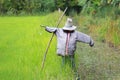 Scarecrow stand alone at paddy rice field Royalty Free Stock Photo