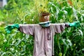 Cute scarecrow in cornfield Royalty Free Stock Photo