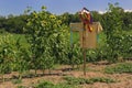 Scarecrow stands on a sunflower field on a sunny day against the sky