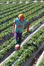 Scarecrow in a strawberry field