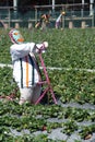 Scarecrow in a strawberry field