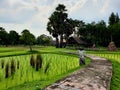 Scarecrow in the transplanting green rice field Royalty Free Stock Photo