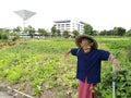 Scarecrow in a vegetable farm