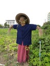 Scarecrow in a vegetable farm