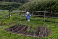 Scarecrow in a vegetable garden Royalty Free Stock Photo