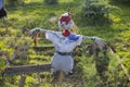 Scarecrow in a vegetable garden in a countryside Royalty Free Stock Photo