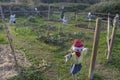 Scarecrow in a vegetable garden