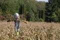 Scarecrow in a vegetable garden in a countryside Royalty Free Stock Photo