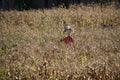 Scarecrow in a vegetable garden in a countryside Royalty Free Stock Photo