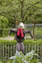 Scarecrow in vegetable garden