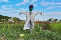 Scarecrow in vegetable garden, nature sky background Royalty Free Stock Photo
