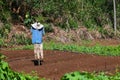 Scarecrow in a vegetable garden in Reunion Island