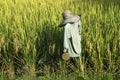 the scarecrow wearing a green shirt in a rice field Royalty Free Stock Photo