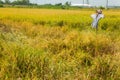 Scarecrow in yellow rice field Royalty Free Stock Photo