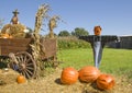 Scarecrows On Pumpkin Farm Royalty Free Stock Photo