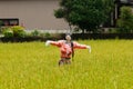 Scarecrows standing at green rice field. Scarecrow Rural landscape Kumamoto, Japan Royalty Free Stock Photo