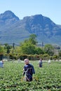 Scarecrows in a strawberry field