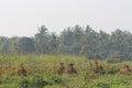 Scared away egrets from a millet field where small hay pile is stacked to protect it from rain before harvesting completes