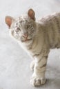 Scared baby white tiger