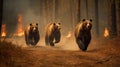 Scared bear family runs away from forest fire, largest wildfire in woods natural disaster