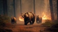 Scared bear family runs away from forest fire, largest wildfire in woods natural disaster