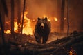 Scared bear runs away from forest fire, largest wildfire in woods natural disaster. generative AI