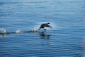 Scared bird running on water