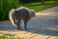 Scared or a bit angry cute little gray cat with his back sloped up high outside on a patio of a house Royalty Free Stock Photo
