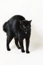 Scared black cat Royalty Free Stock Photo