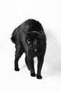 Scared black cat Royalty Free Stock Photo