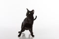 Scared Black Oriental Shorthair Cat Sitting on White Table with Reflection. White Background. Royalty Free Stock Photo