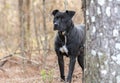 Scared black Pitbull dog hiding behind a pine tree