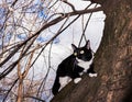 Scared black and white cat sitting on a tree in early spring.. Royalty Free Stock Photo