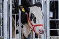 Scared black and white cow at agricultural animal exhibition, trade show Royalty Free Stock Photo