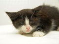 Scared black with white kitten Royalty Free Stock Photo