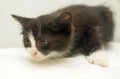 Scared black with white kitten Royalty Free Stock Photo