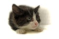 Scared black with white kitten Royalty Free Stock Photo