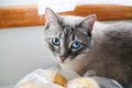 A scared blue grey cat looks ashamed Royalty Free Stock Photo