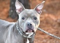 Scared blue and white female Pitbull Terrier dog with large pointy ears