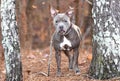 Scared blue and white female Pitbull Terrier dog with large pointy ears