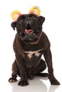Scared boxer with colorful ears headband barks while looking up