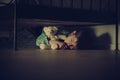 Scared Boy Sleeping Under his Bed with Teddy Bear Royalty Free Stock Photo