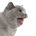 Scared British Shorthair cat hissing Royalty Free Stock Photo